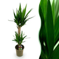 Yucca elephantipes – Ø 19 cm, 95 cm hoch