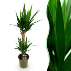 Yucca elephantipes – Ø 19 cm, 95 cm hoch
