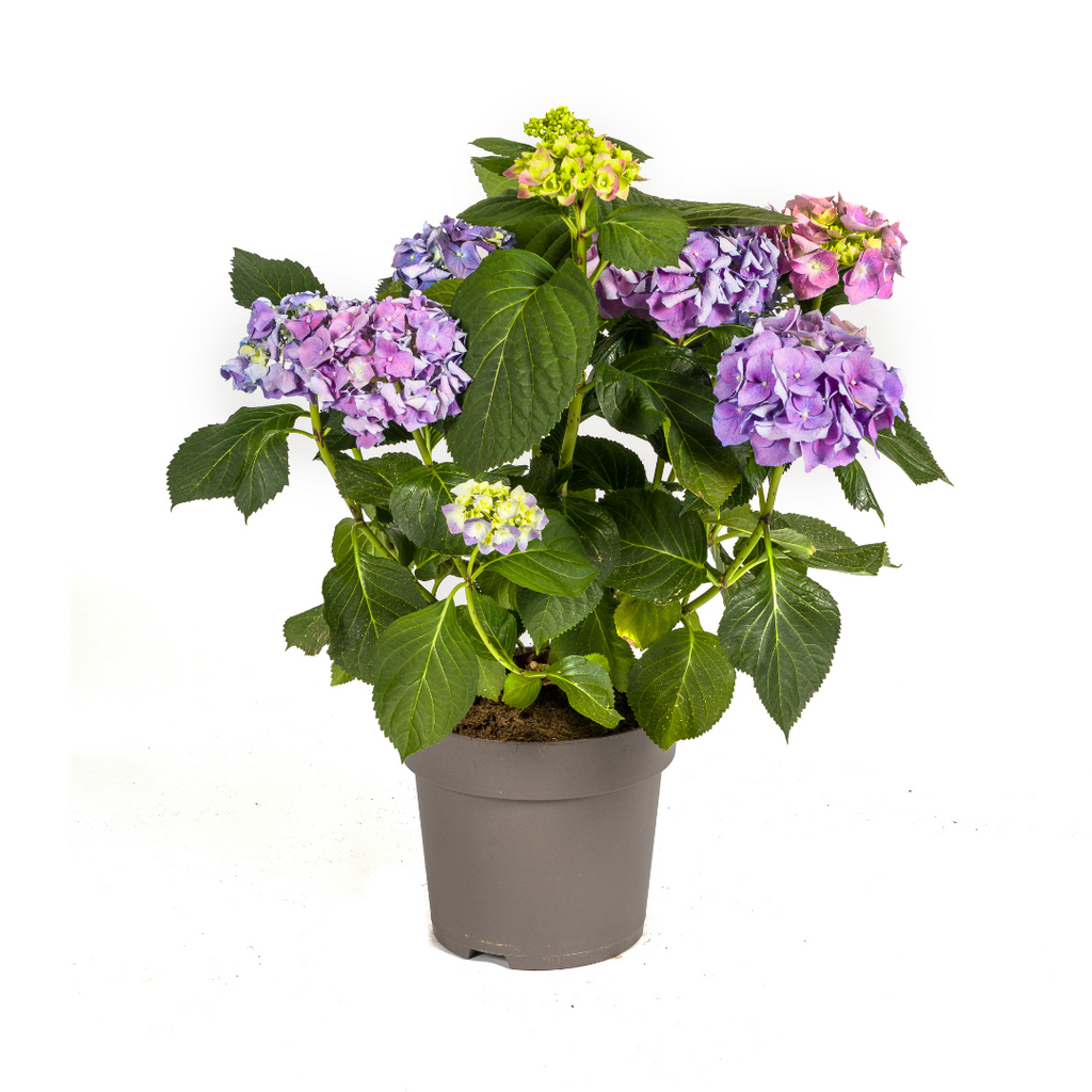 Hydrangea macrophylla 'Blue' (Hortensie) – Ø 24 cm, 70–80 cm hoch