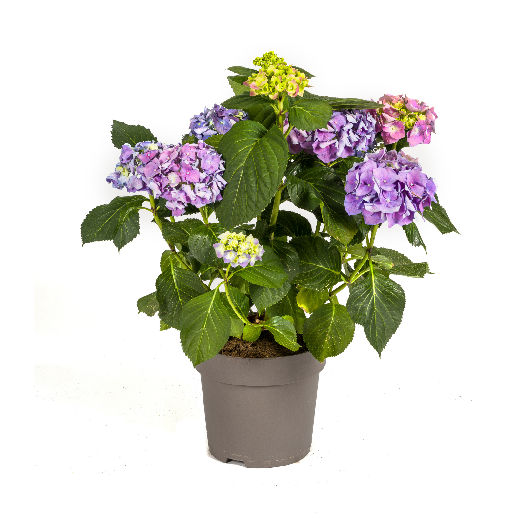 Hydrangea macrophylla 'Blue' (Hortensie) – Ø 24 cm, 70–80 cm hoch