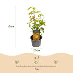 Acer palmatum 'Orange Dream' (Japanischer Ahorn) – orange – 3 Pflanzen, Ø 12 cm, 35 cm hoch