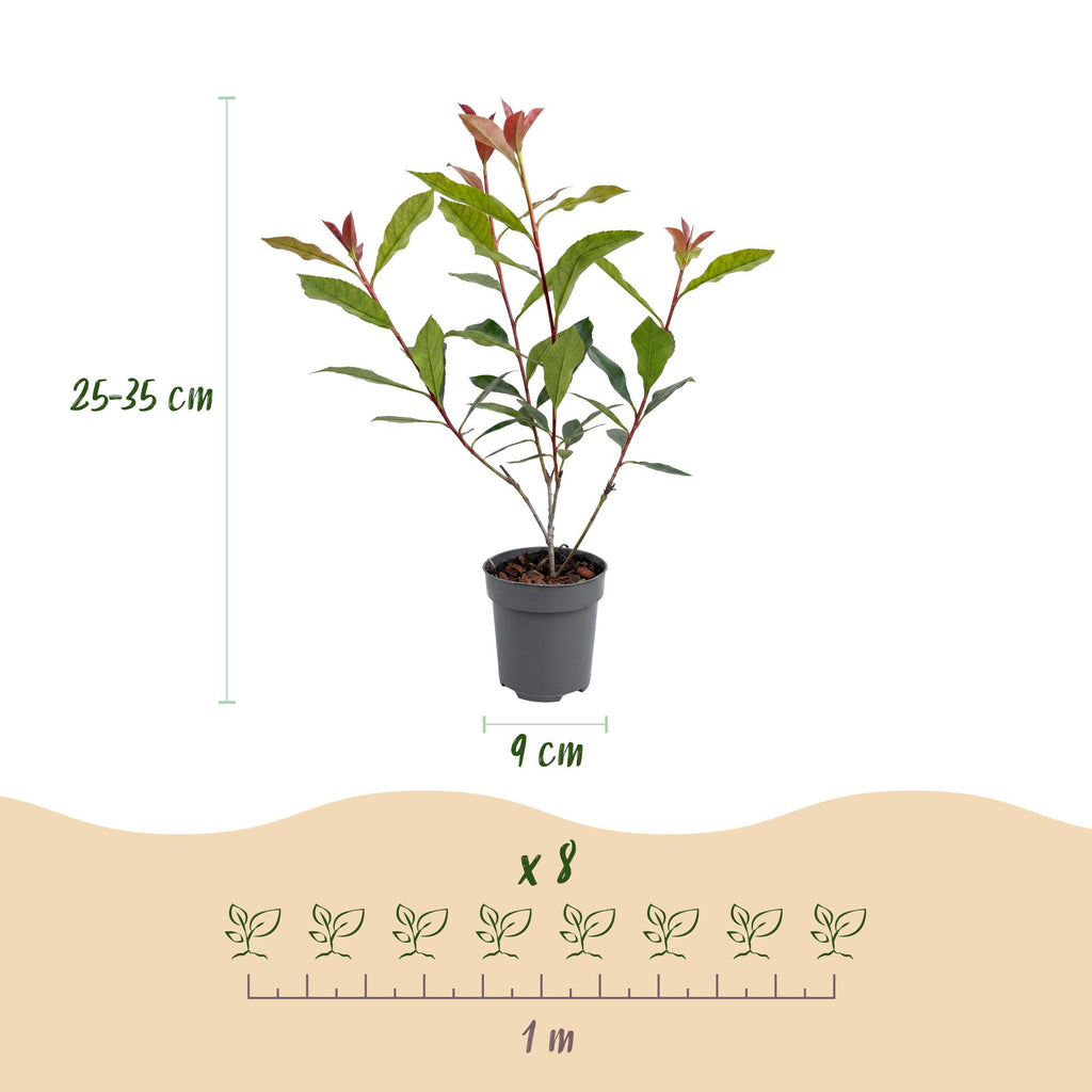 Photinia fraseri 'Carre Rouge' (glossy privet) – red – 16 plants, Ø9 cm, 25–35 cm high – photo 4