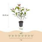 Photinia fraseri 'Carre Rouge' (glossy privet) – red – 16 plants, Ø9 cm, 25–35 cm high