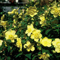 Hypericum 'Hidcote' (perikon) – 12 planter, Ø9 cm, 10–25 cm høje