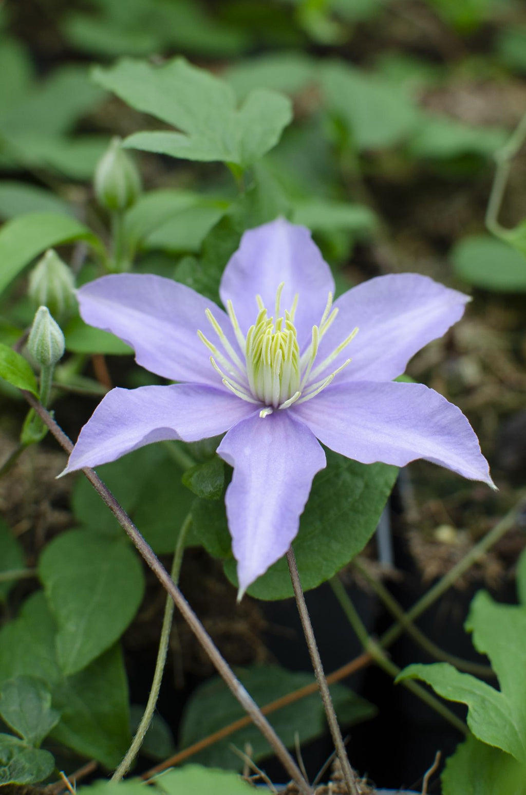 Clematis 'Justa' (Waldrebe) – Ø15 cm, 65 cm hoch