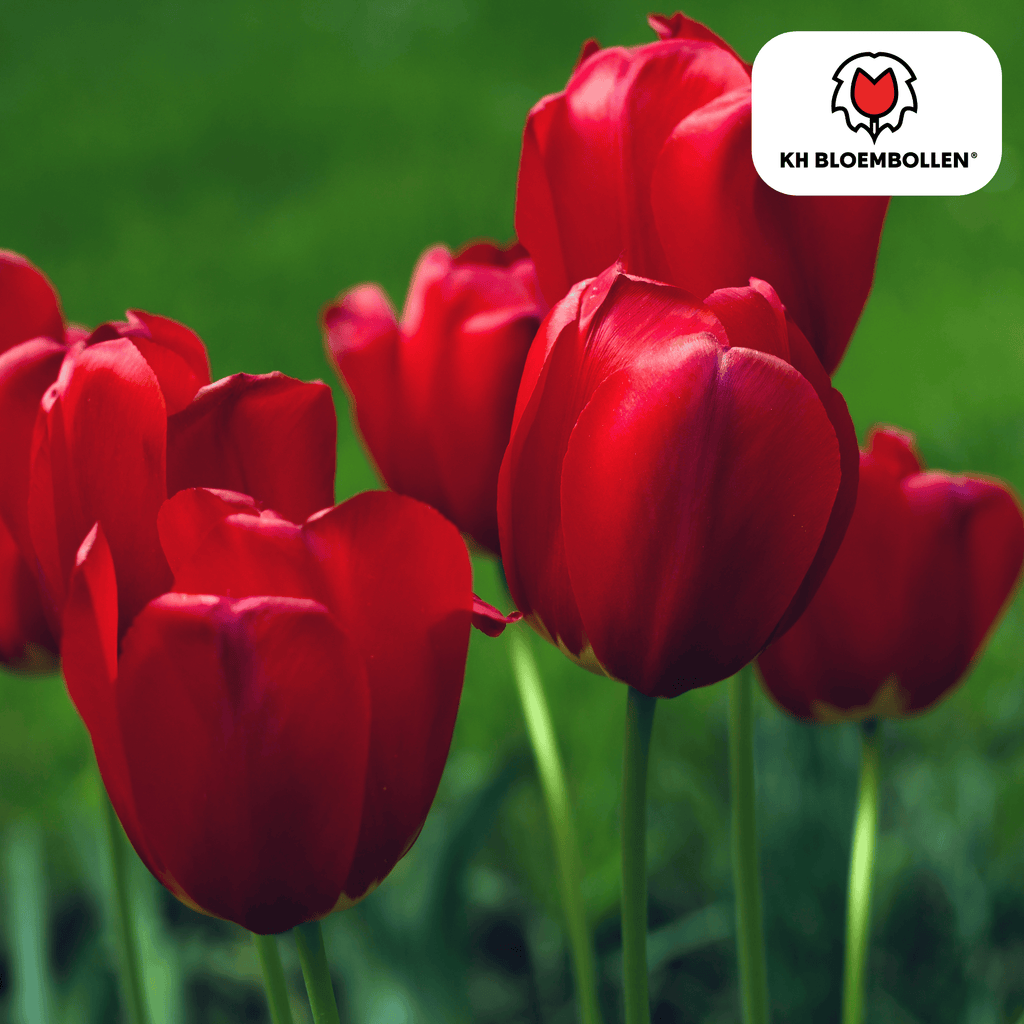 Tulipe 'Seadov' – 20 bulbes (calibre 11/12)