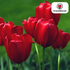 Tulipe 'Seadov' – 20 bulbes (calibre 11/12)