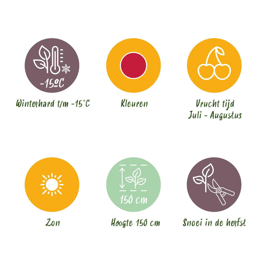 Rubus 'Tayberry' (taybes) – 3 planten, Ø9 cm, 35 cm hoog – foto 8