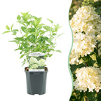 Hydrangea panniculata 'Limelight' (Rispenhortensie) – weiß-cremefarben – Ø 17 cm, 50 cm hoch