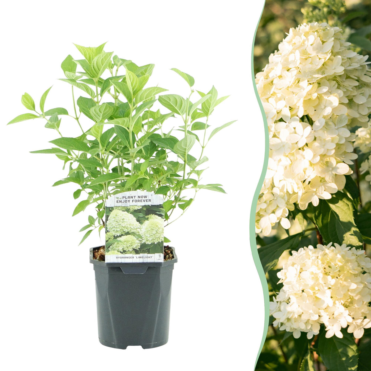 Hydrangea panniculata 'Limelight' (hortensia) – wit-crème – Ø17 cm, 50 cm hoog
