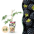 Rubus 'Thornless Evergreen' (framboisier) – 6 plants, Ø9 cm, 35 cm de haut