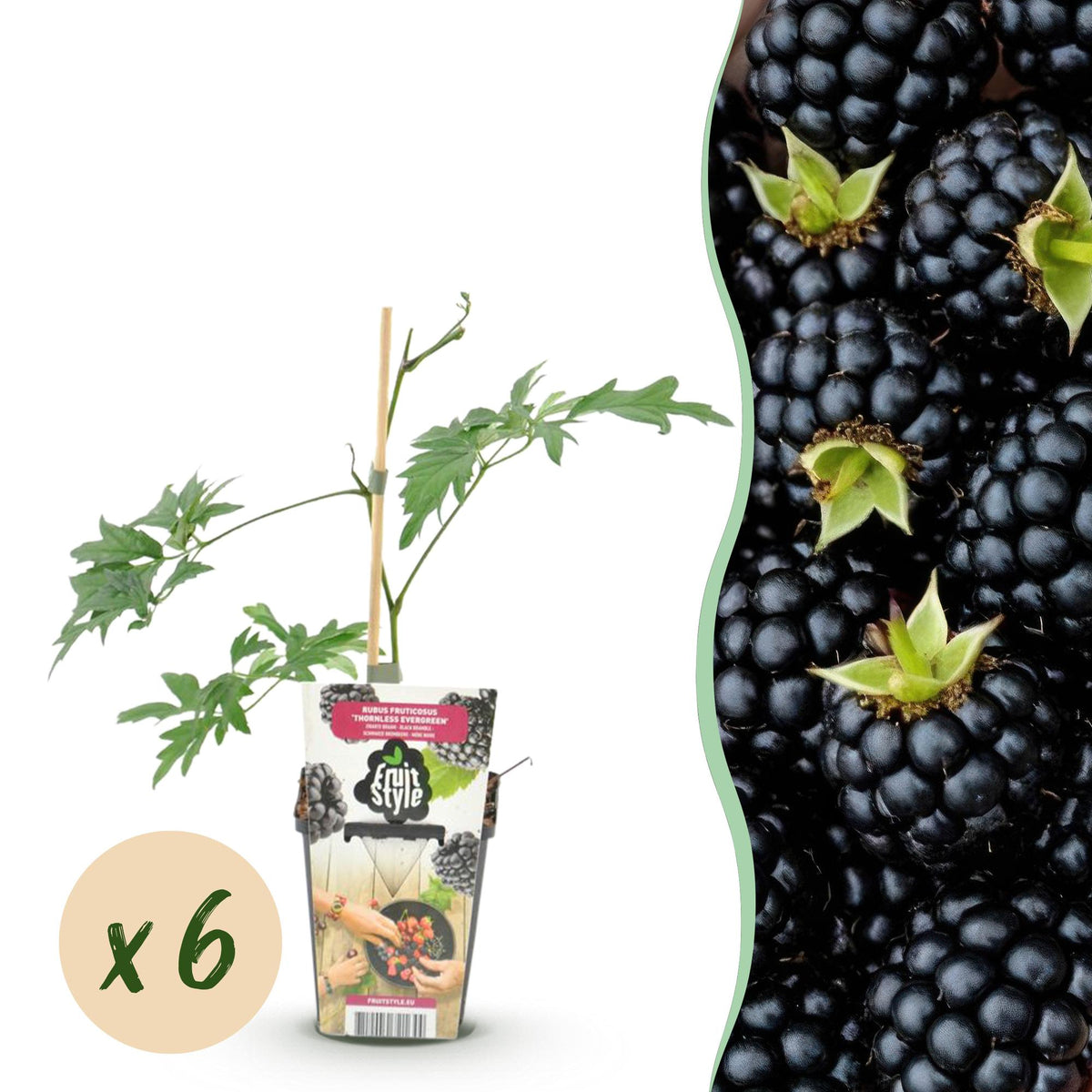 Rubus 'Thornless Evergreen' (framboisier) – 6 plants, Ø9 cm, 35 cm de haut
