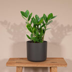 Zamioculcas (plante ZZ) – Ø 12 cm, 35 cm de haut