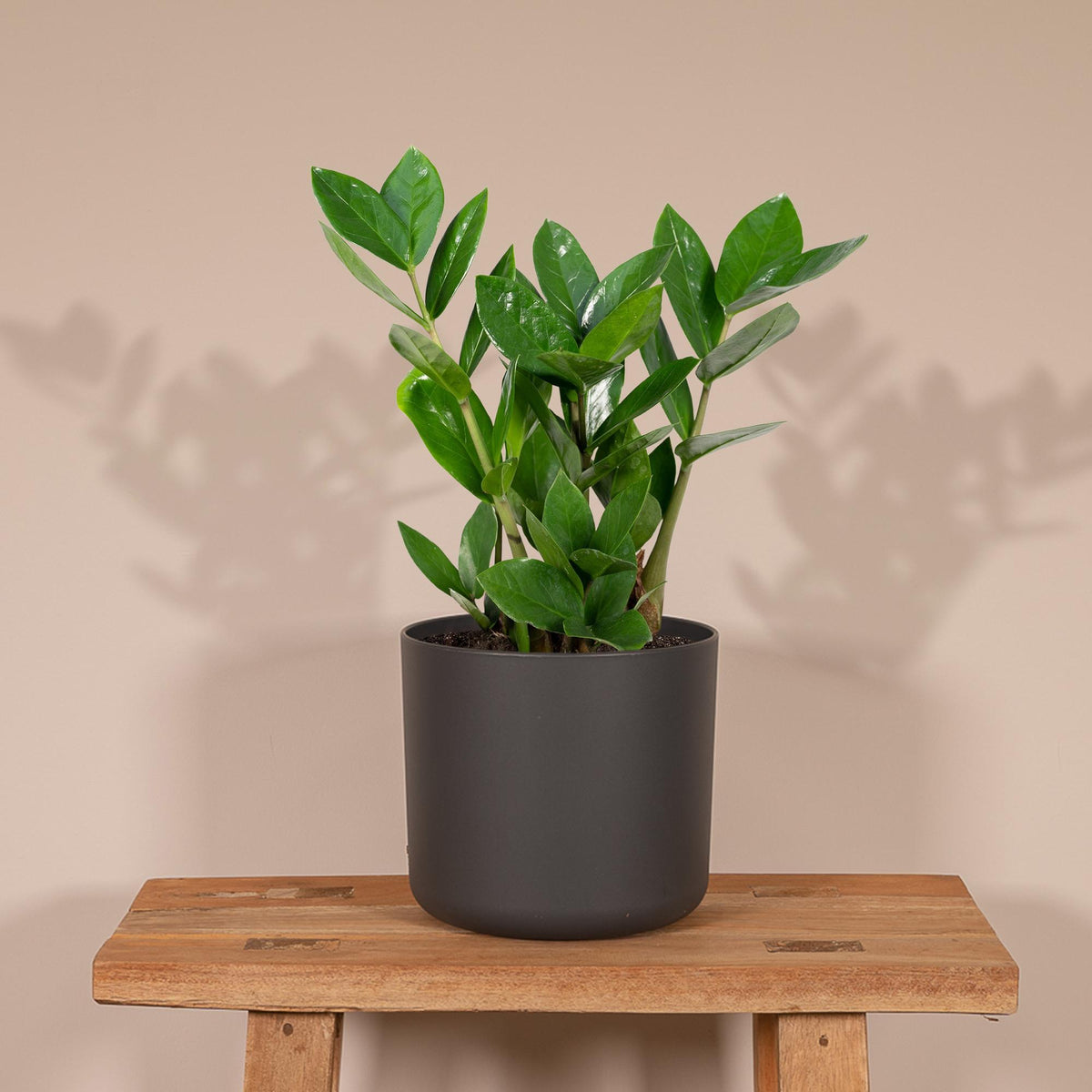 Zamioculcas (zz-plant) – Ø12 cm, 35 cm hoog