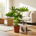 Philodendron Lickety split – Ø19 cm, 70 cm de haut