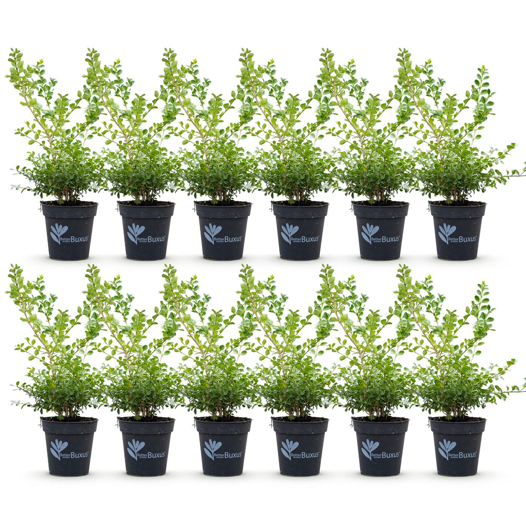 Buxus – 12 Pflanzen, Ø 13 cm, 30–35 cm hoch