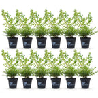 Buxus – 12 Pflanzen, Ø 13 cm, 30–35 cm hoch