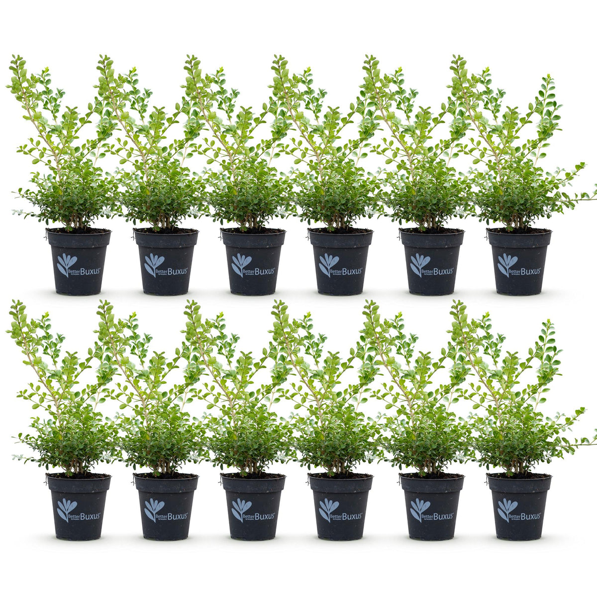 Buxus – 12 Pflanzen, Ø 13 cm, 30–35 cm hoch