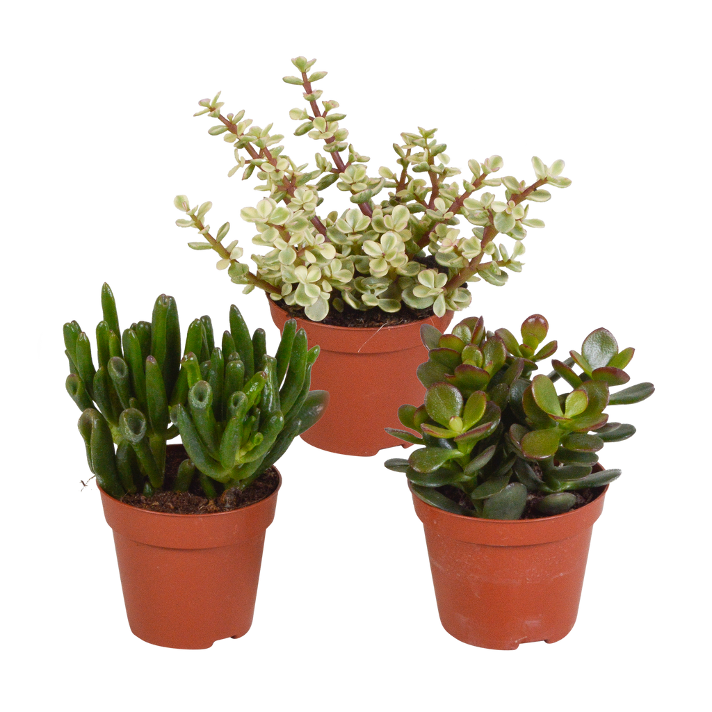 3× Crassula mix (jade plant) without decorative pot – Ø9 cm, 18 cm high