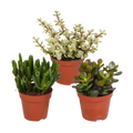 3× Crassula mix (jade plant) without decorative pot – Ø9 cm, 18 cm high