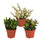 3× Crassula mix (jade plant) without decorative pot – Ø9 cm, 18 cm high