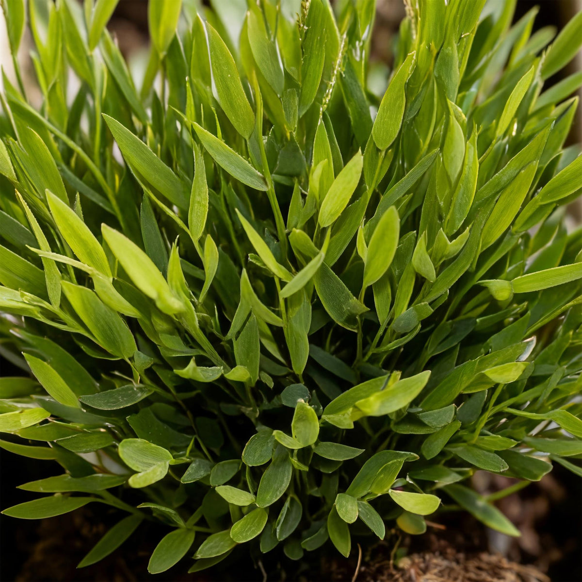 Bamusa Pogonatherum Monica (bamboegras) – Ø12 cm, 20 cm hoog