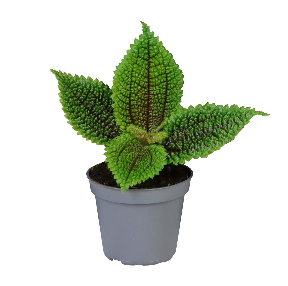 Pilea Moon Valley – Ø6 cm, 12 cm de haut