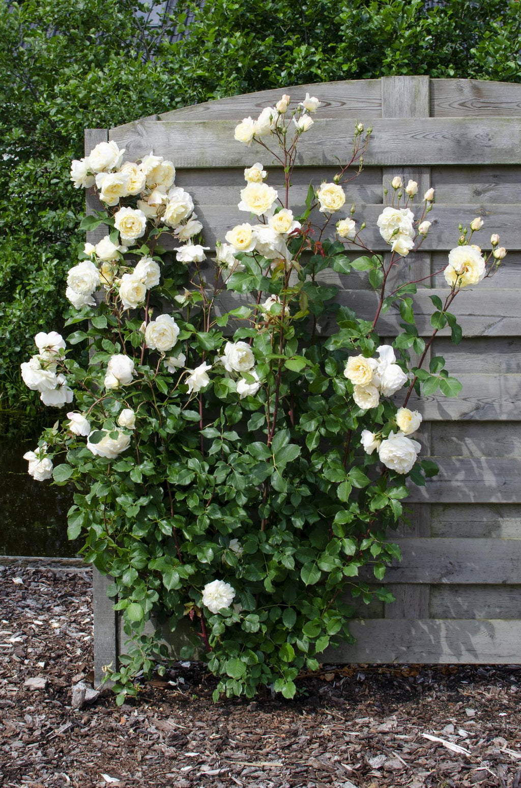 Rosa 'Crazy' (rose) – 3 plants, Ø15 cm, 65 cm high – art. 7687 – photo 2