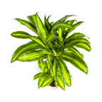Dracaena fragrans Massangeana (Drachenbaum) – Ø 21 cm, 90–110 cm hoch