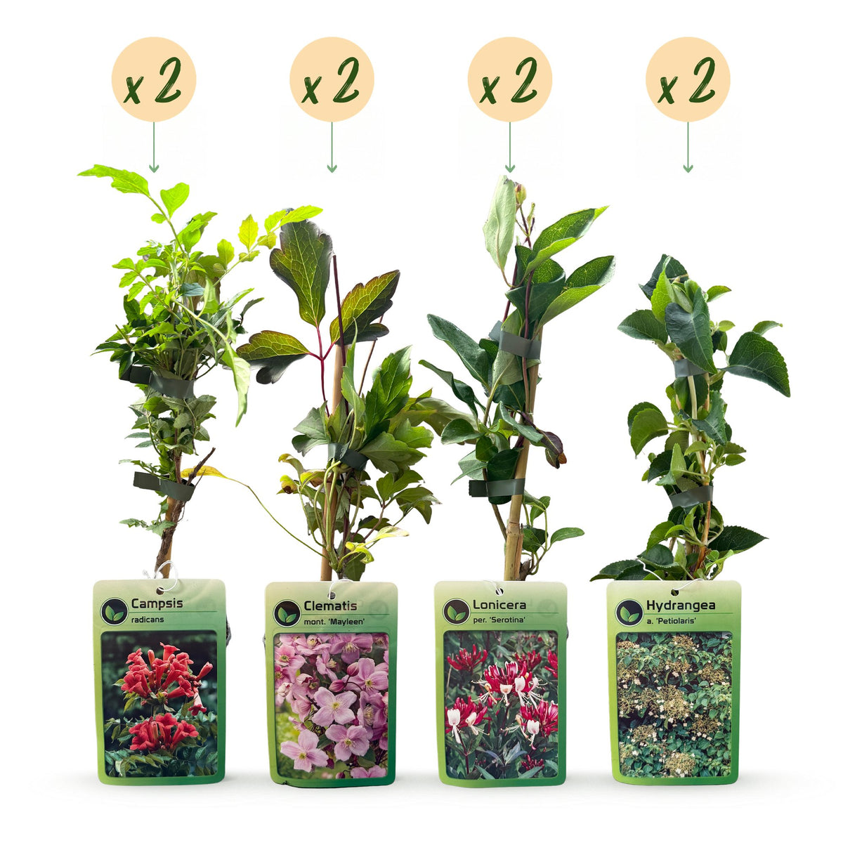 Klimplantenset Regenboog – lichtroze-wit-paars – 8 planten, Ø9 cm, 35 cm hoog