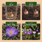 Lot de bulbes Jardin d’ombre – 100 bulbes (calibre 10/12)