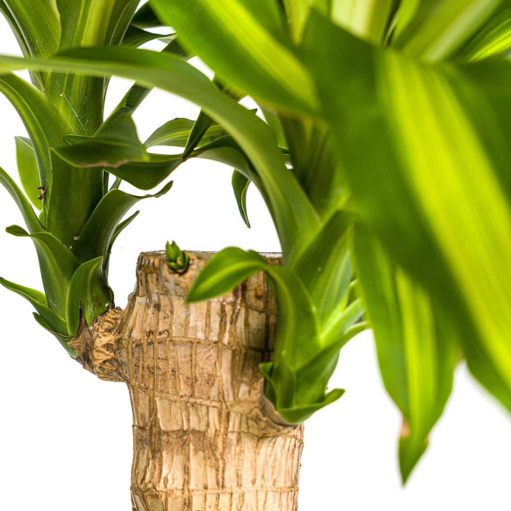 Dracaena fragrans Massangeana (Drachenbaum) mit Korb – Ø 21 cm, 90–110 cm hoch