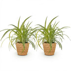 2× Chlorophytum comosum Variegatum (Grünlilie) im Korb – Ø 12 cm, 20 cm hoch