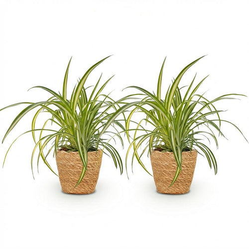 2× Chlorophytum comosum Variegatum (Grünlilie) im Korb – Ø 12 cm, 20 cm hoch
