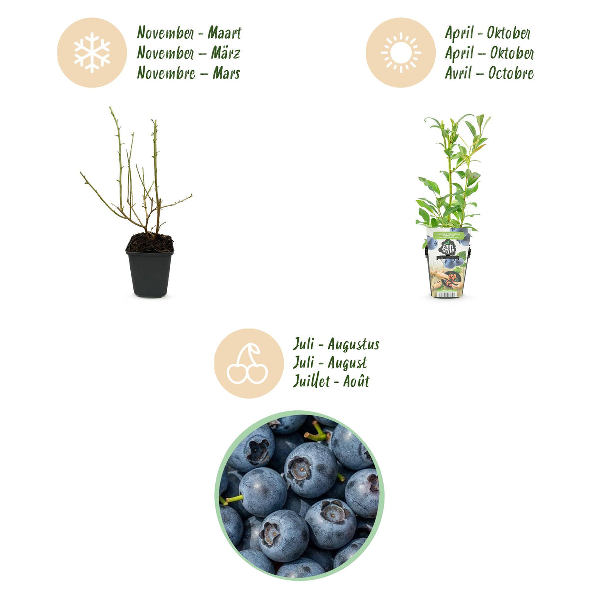 Vaccinium corymbossum 'Northland' (blauwe bes) – 3 planten, Ø9 cm, 35 cm hoog – foto 9