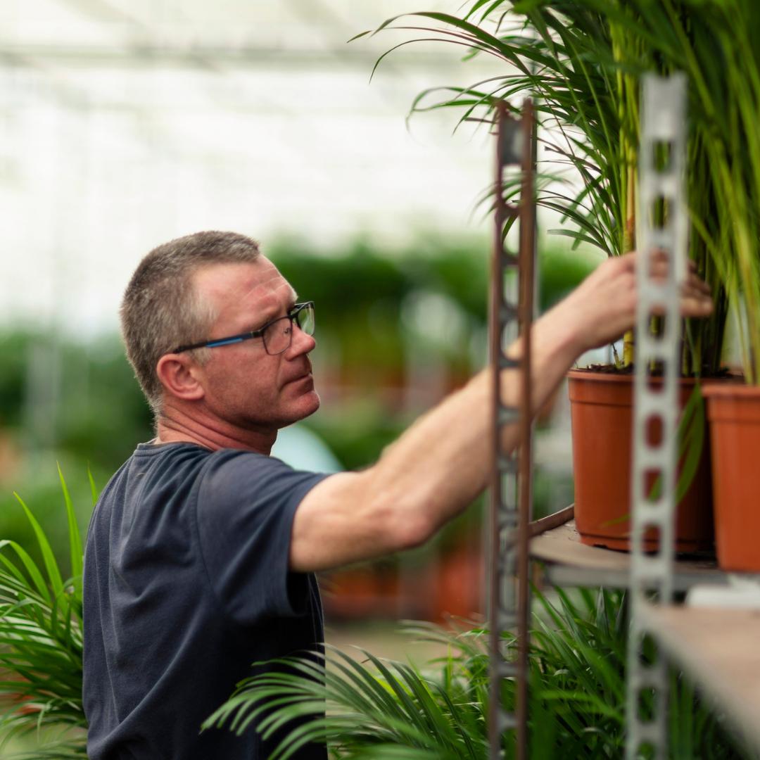 Dracaena marginata (dragetræ) – Ø14 cm, 60 cm høj