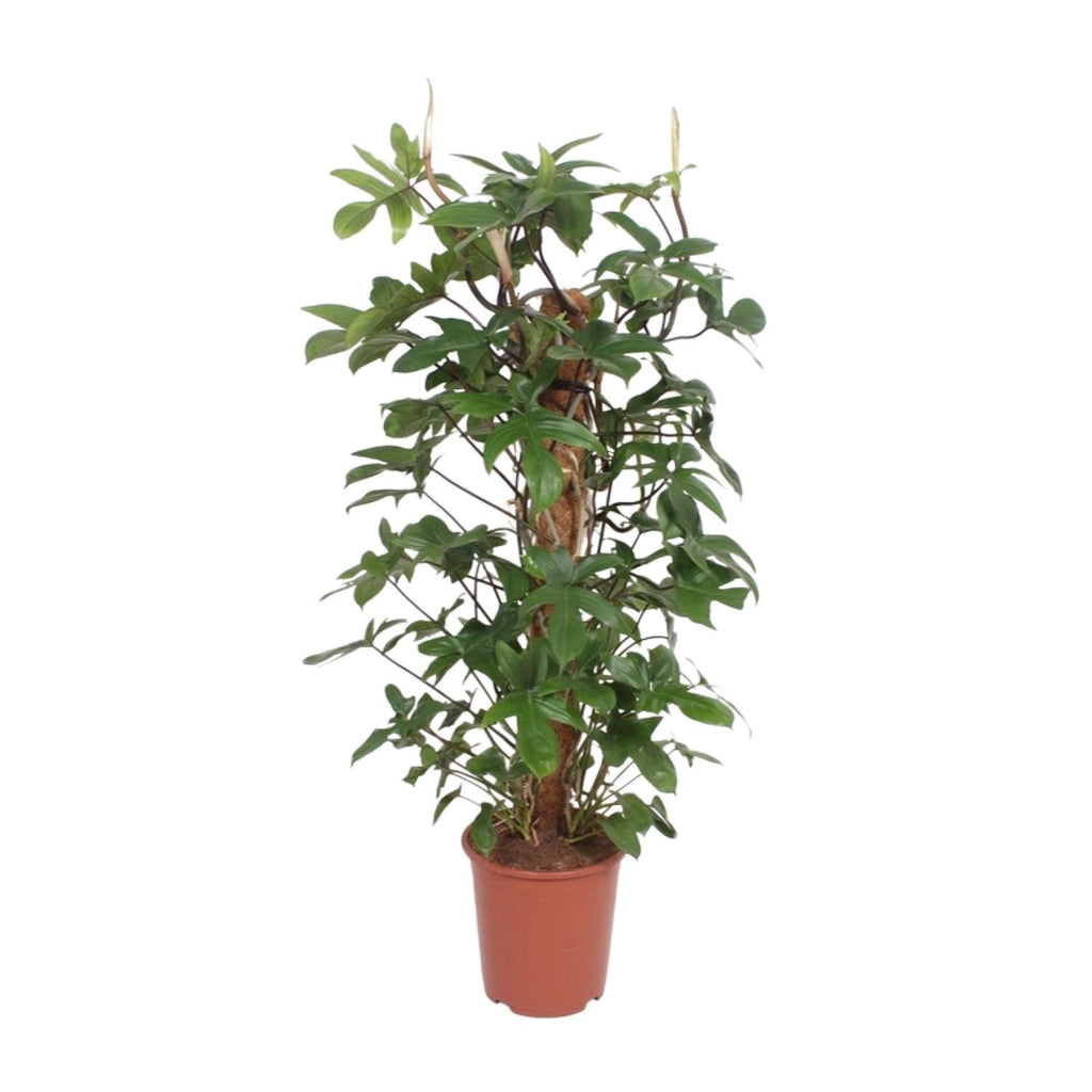 Philodendron Pedatum – Ø27 cm, 130 cm hoog