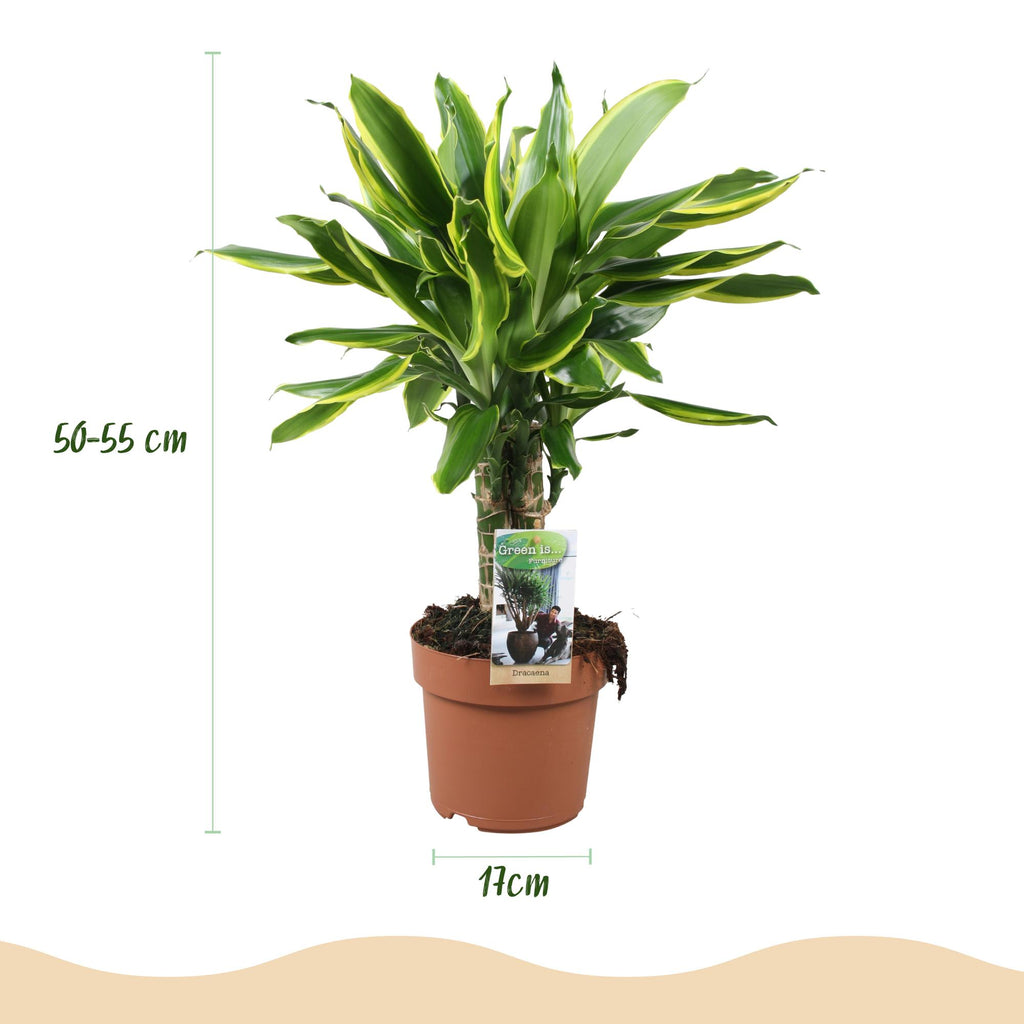 2× Dracaena fragrans Golden Coast (dragebreg) – Ø17 cm, 50–55 cm høj – billede 3