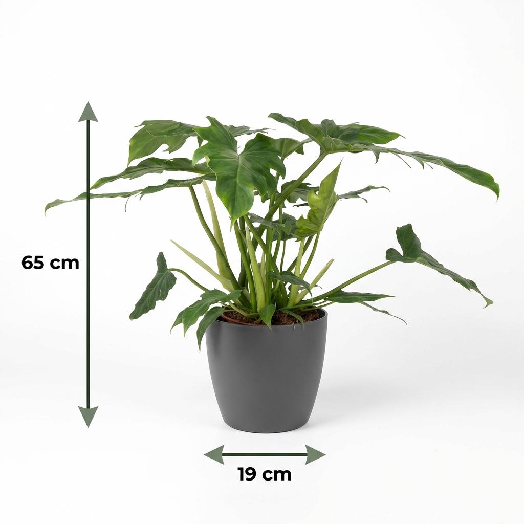 Philodendron Lacerum dans pot de présentation gris – Ø19 cm, 65 cm de haut