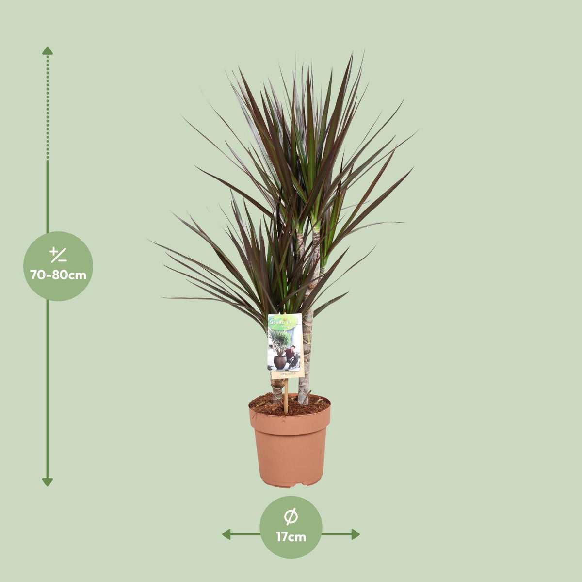Dracaena Magenta (drakenboom) – Ø17 cm, 80 cm hoog
