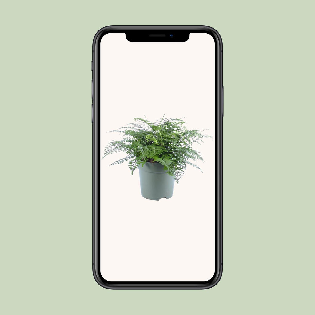 Asplenium Parvati (Vogelnestfarn) – Ø 27 cm, 50 cm hoch