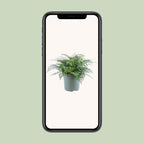 Asplenium Parvati (Vogelnestfarn) – Ø 27 cm, 50 cm hoch
