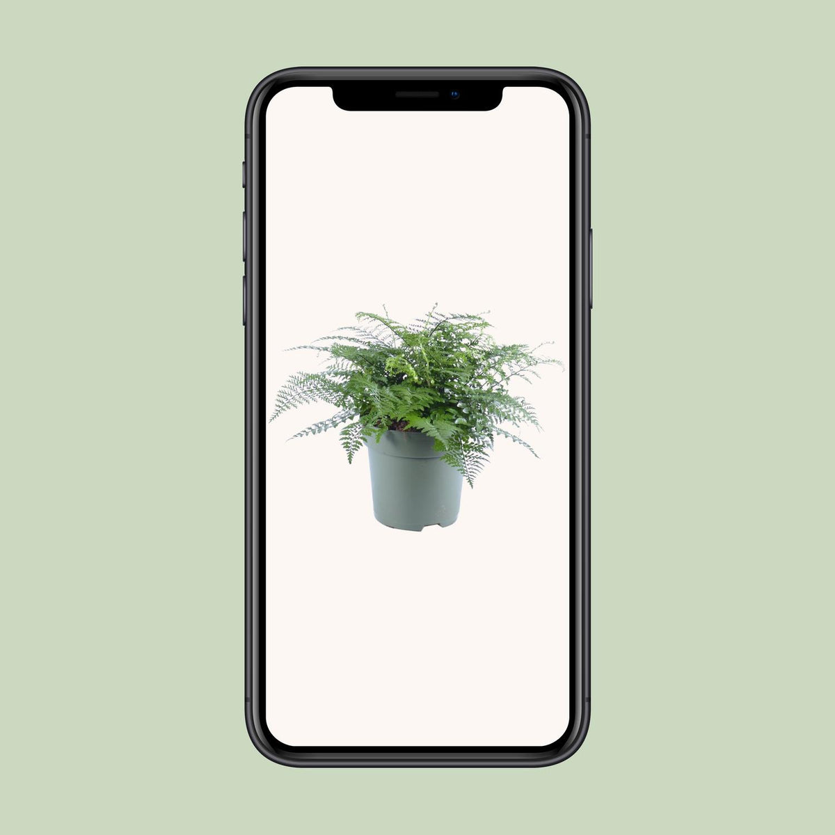Asplenium Parvati (Vogelnestfarn) – Ø 27 cm, 50 cm hoch