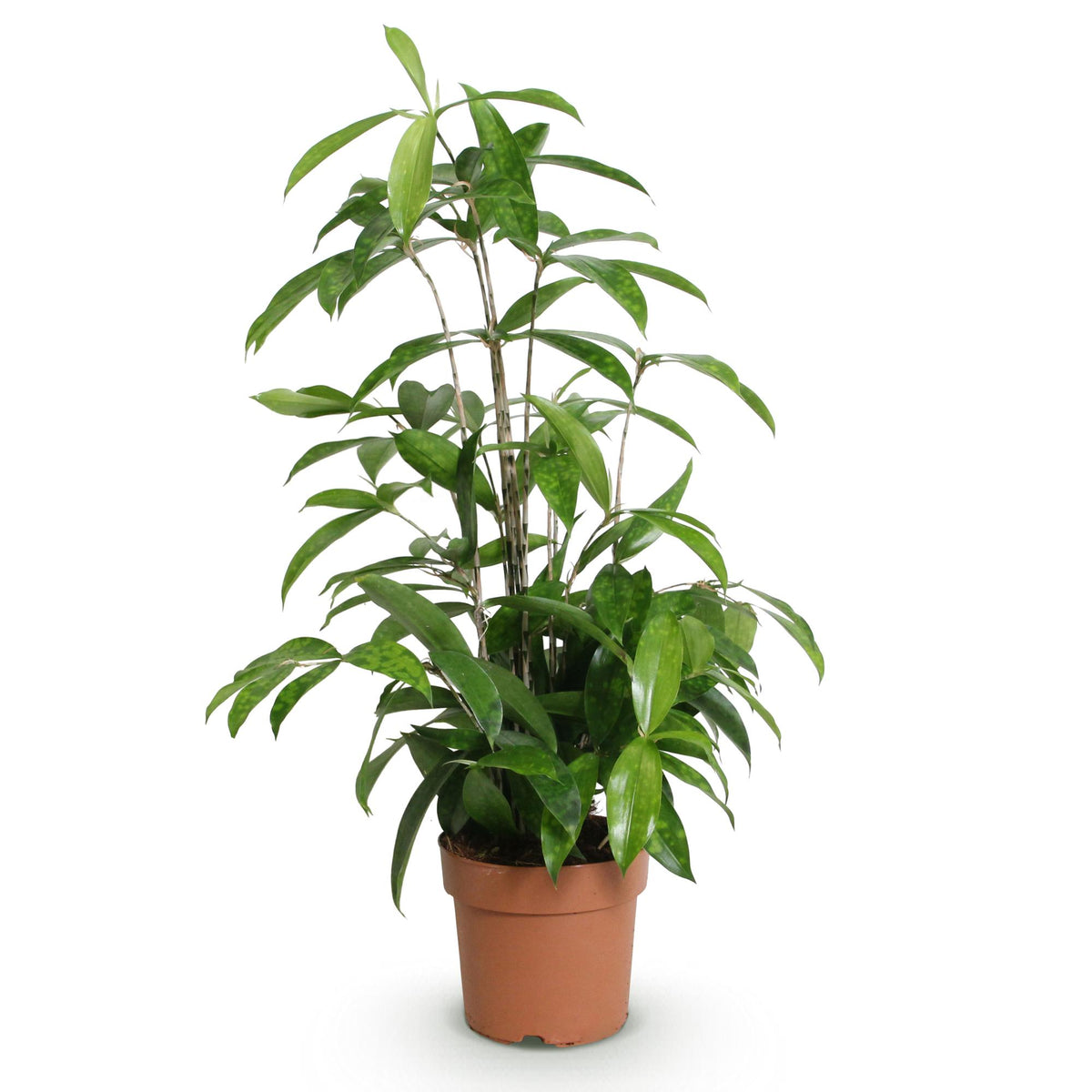 Dracaena surculosa (drakenboom) – Ø17 cm, 60–70 cm hoog