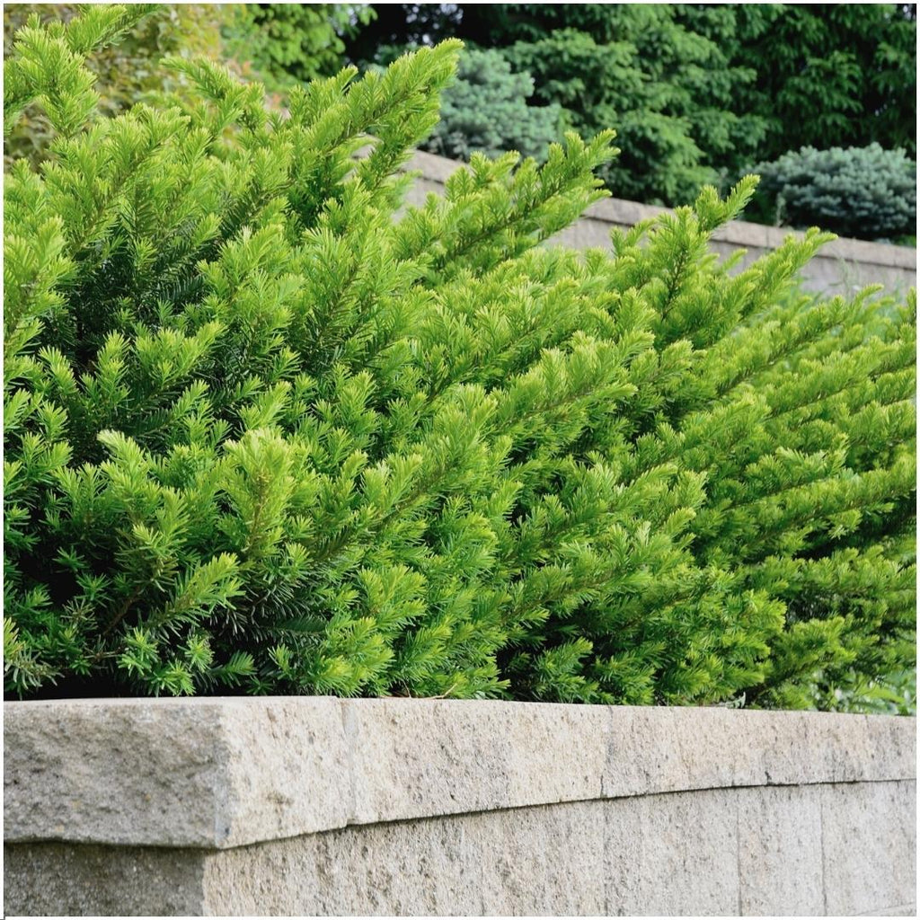 Taxus media 'Farmen' – 6 plants, 250 cm high – photo 2