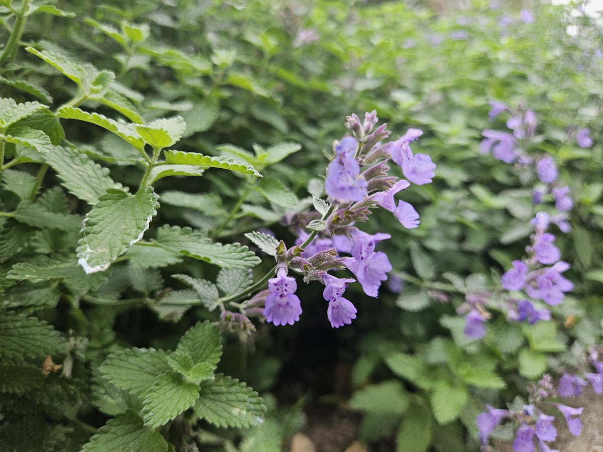 Nepeta 'Walker’s Low' (catmint) – 60 plants, Ø9 cm, 10–25 cm high – photo 6