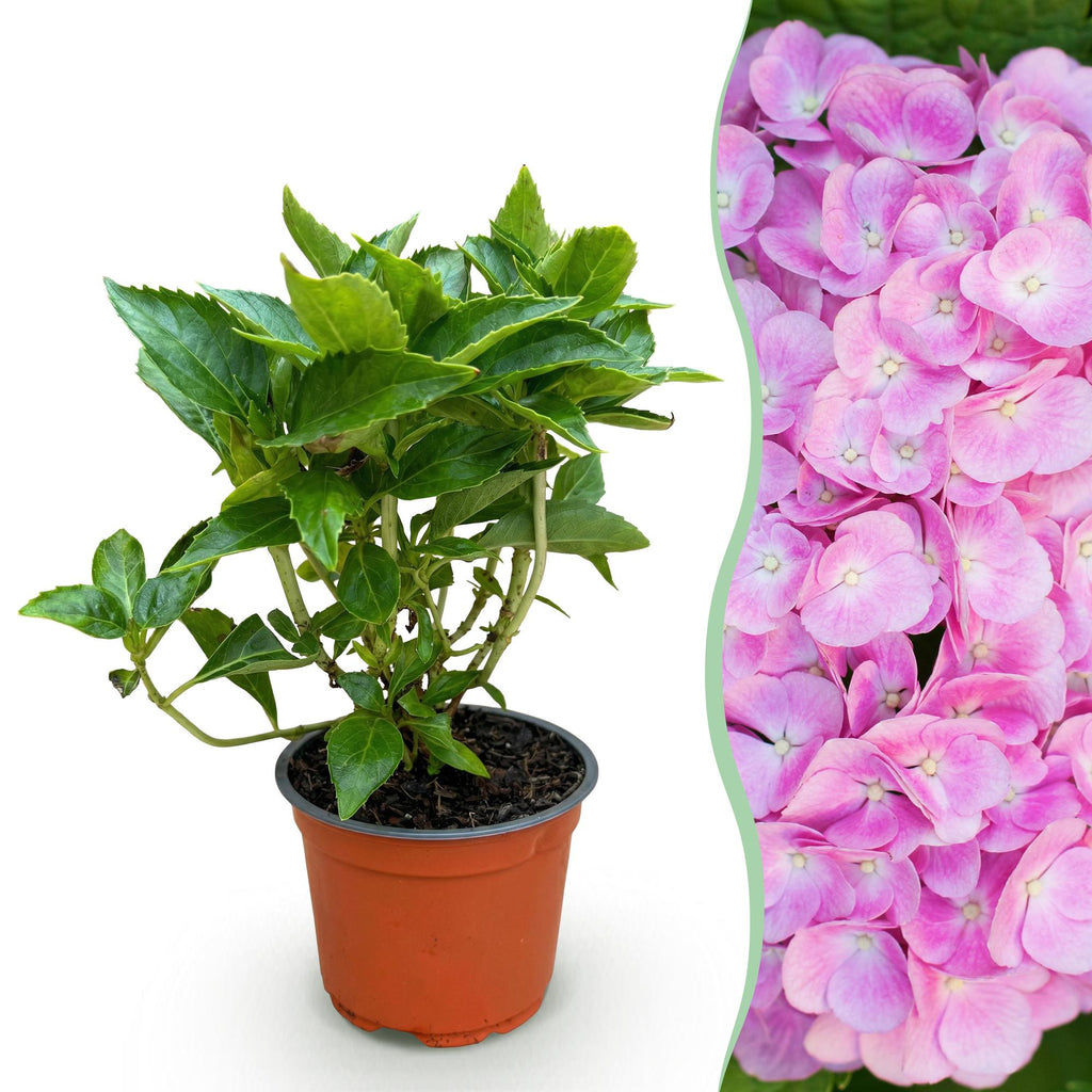 Hydrangea macrophylla (Hortensie) – rosa – Ø 12 cm, 20–30 cm hoch