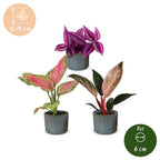 3× jeunes plants Paradise Mix incl. Linnea Misty Blue – Ø6 cm, 10–15 cm de haut