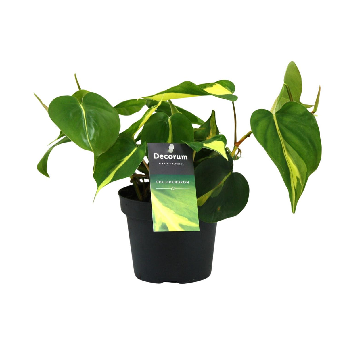 Philodendron Brasil Scandens – Ø 12 cm, 20 cm hoch