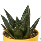 Gasteria/Haworthia mix – Ø6 cm, 16 cm hoog